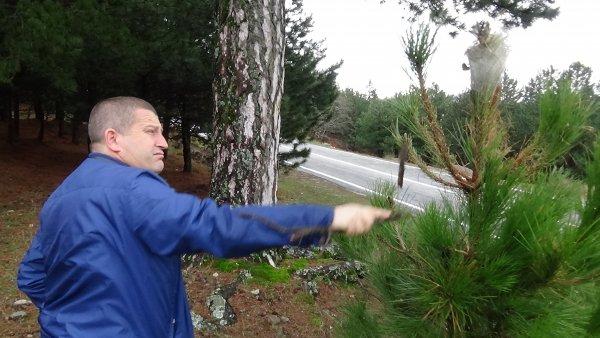 Tırtıl hapishanesi