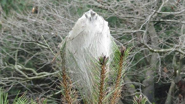 Tırtıl hapishanesi
