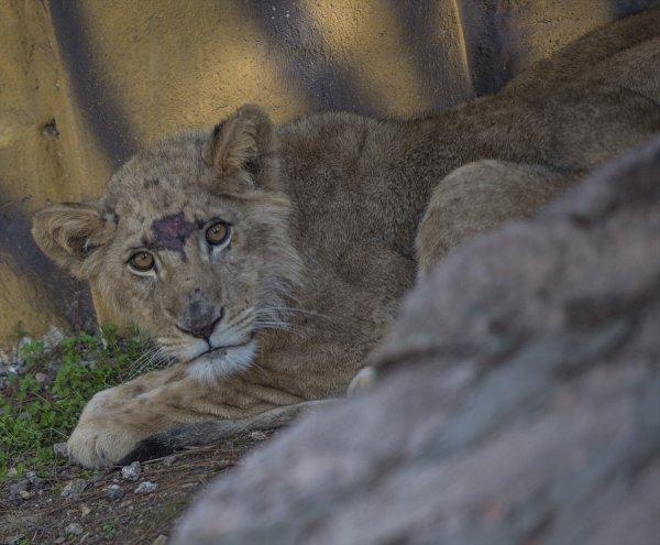 Erdoğan'a hediye edilen aslanlar yuvalarına kavuştu