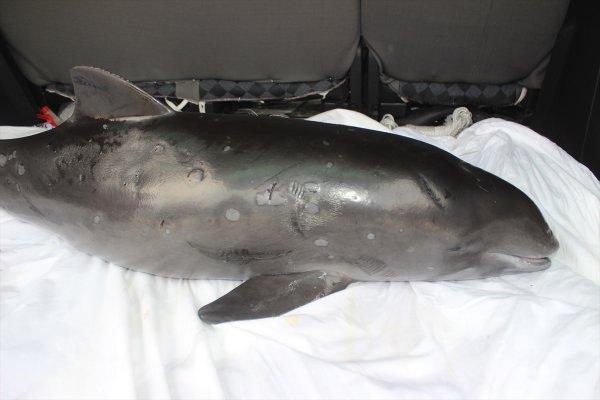 Kıyıya vuran yunus balığı için seferber oldular