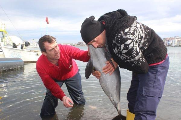 Kıyıya vuran yunus balığı için seferber oldular