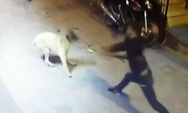 Taksim'de magandalar köpekleri bıçakladı