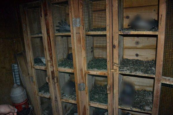 Adana'da 70 güvercin yakıldı