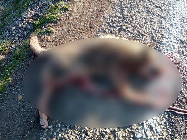 Dağdan inen kurda otomobil çarptı