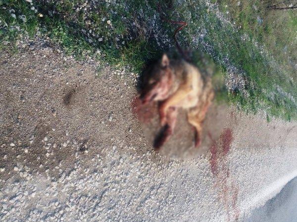 Dağdan inen kurda otomobil çarptı