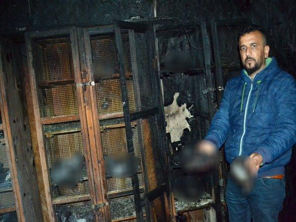 Adana'da 70 güvercin yakıldı