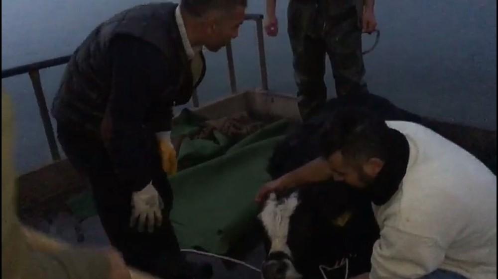 Van'da göle kaçan danayı balıkçılar kurtardı