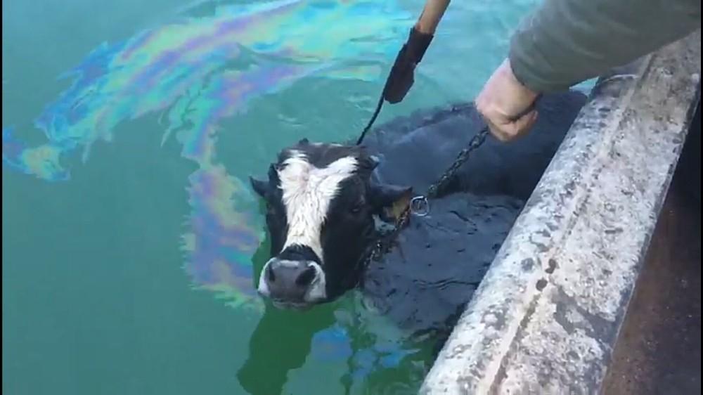 Van'da göle kaçan danayı balıkçılar kurtardı