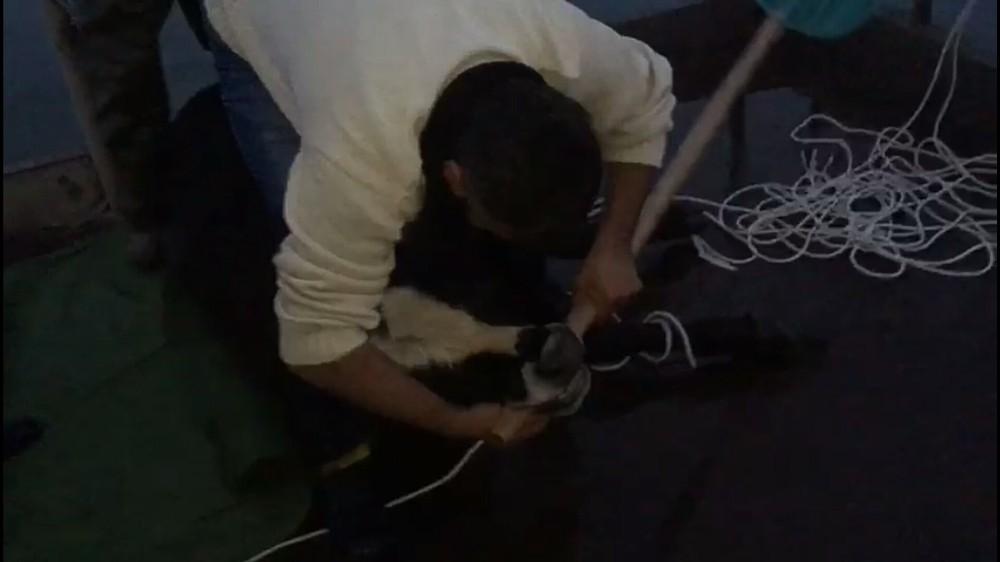 Van'da göle kaçan danayı balıkçılar kurtardı