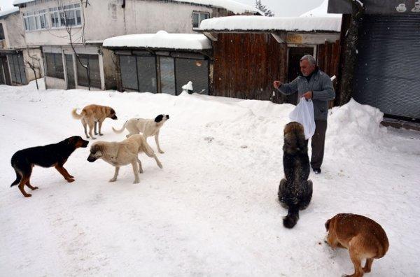 Ordu'da sokak hayvanlarına yemek ve ekmek veriliyor