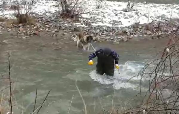Çayda mahsur kalan köpek kurtarıldı