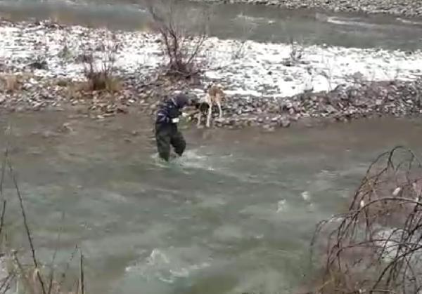 Çayda mahsur kalan köpek kurtarıldı