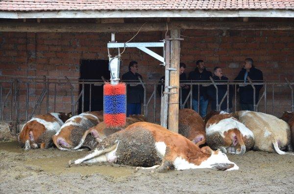 Mandırada elektrik kaçağı: 14 hayvan öldü