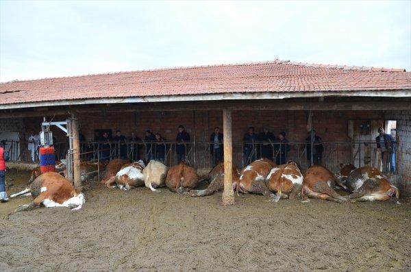 Mandırada elektrik kaçağı: 14 hayvan öldü