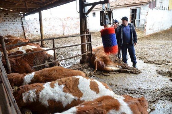 Mandırada elektrik kaçağı: 14 hayvan öldü