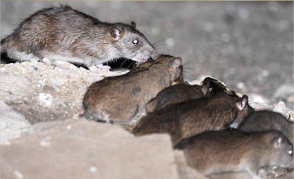 Tahran’ı fareler sardı