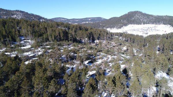 Kuvvetli rüzgar Aladağlar'da yüzlerce ağacı devirdi