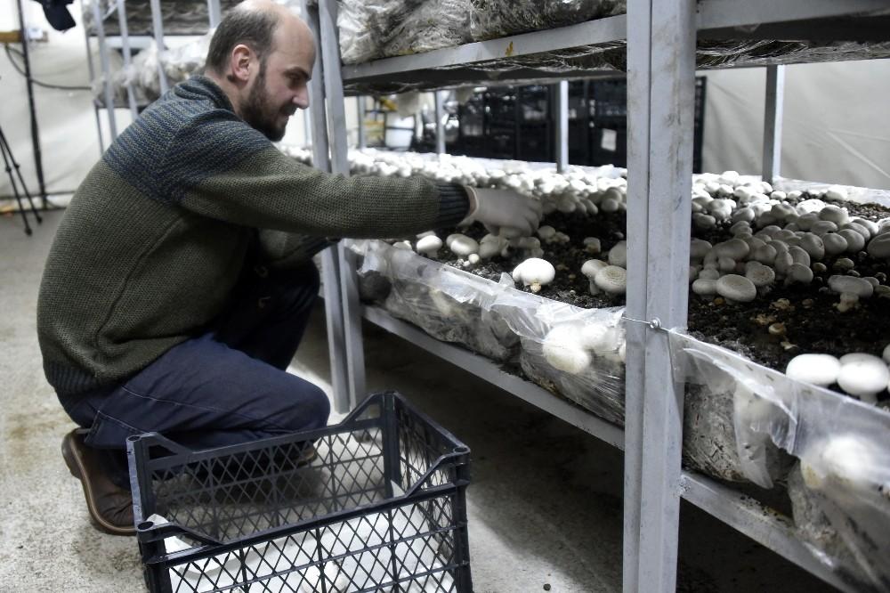 Doğu Karadeniz'in en büyük mantar tesisini kurdu