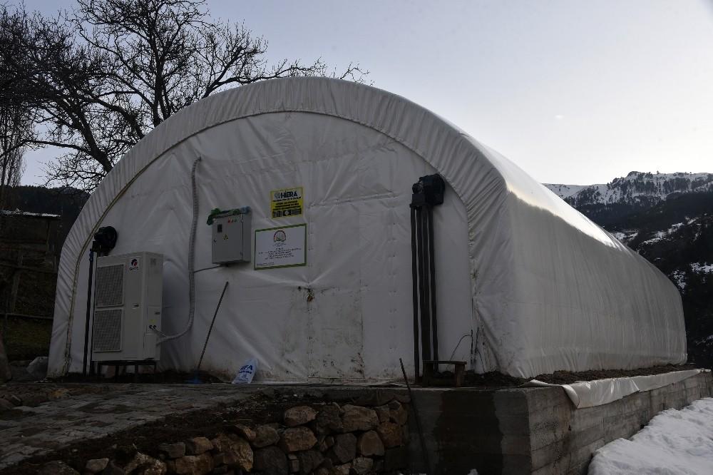 Doğu Karadeniz'in en büyük mantar tesisini kurdu