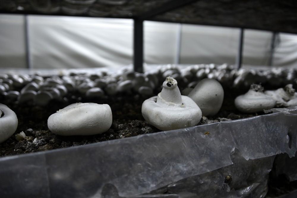 Doğu Karadeniz'in en büyük mantar tesisini kurdu