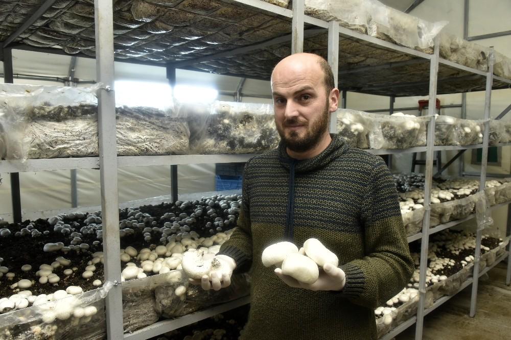 Doğu Karadeniz'in en büyük mantar tesisini kurdu