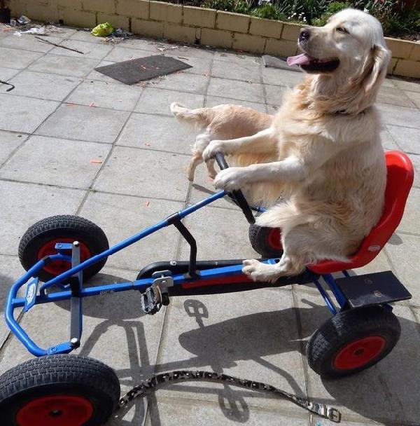 Tarlada traktör süren köpek