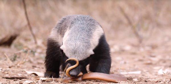 Bal porsuğu ve yılan karşı karşıya