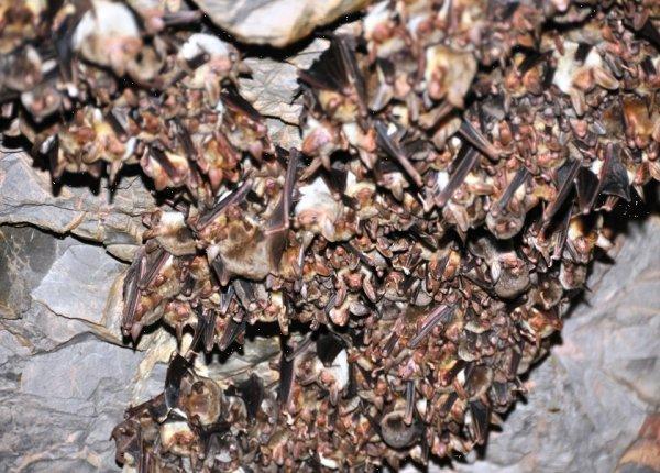 Orman ve Su İşleri Bakanlığı yarasalar için yuva yaptı