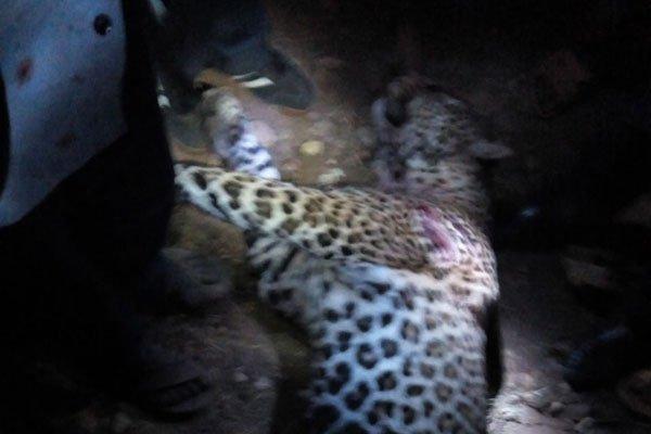 Kenya'da yabani hayvan saldırıları arttı