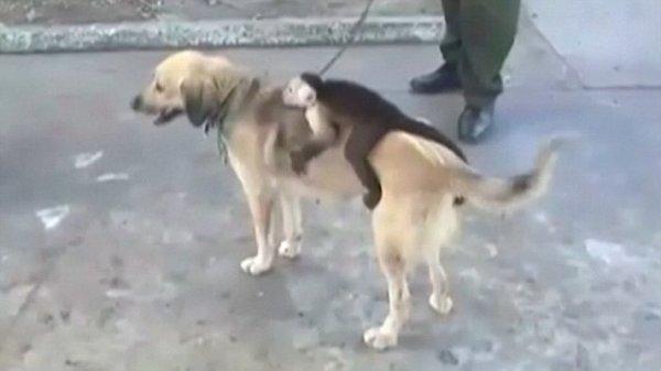Maymun yavrusunu evlat edinen köpek