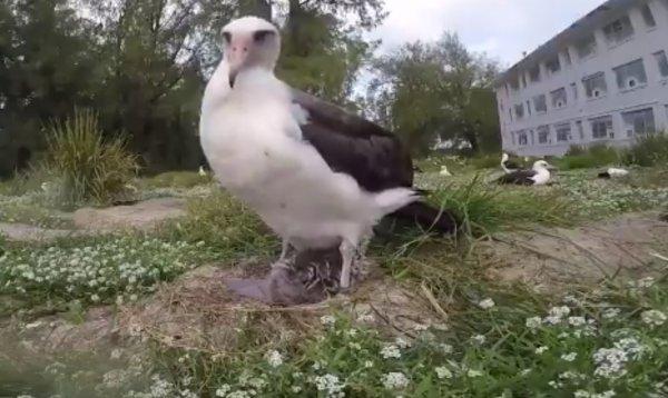 67 yaşında anne olan albatros