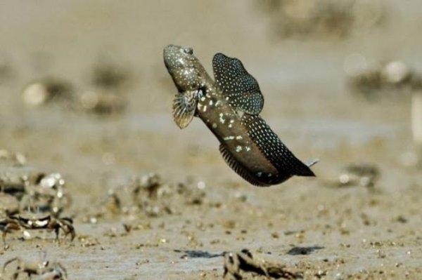 Çamur zıpzıpı nedir