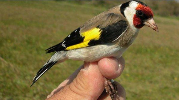 Saka kuşunu avlayanlara para cezası kesildi