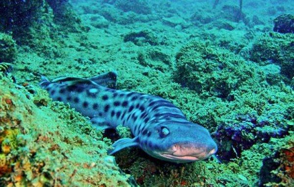 Dünyanın en lüks tatil adaları