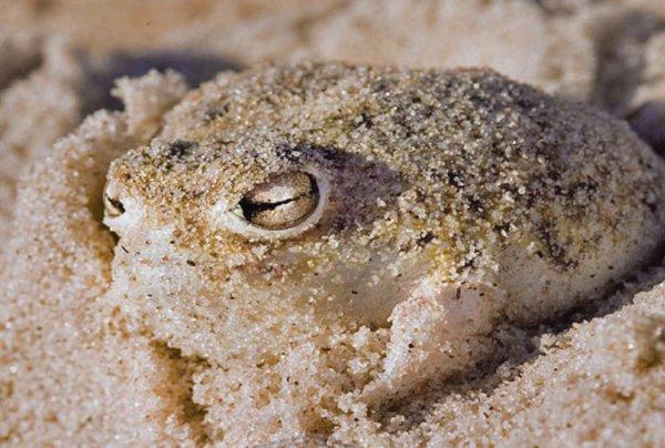 Cape yağmur kurbağası nedir