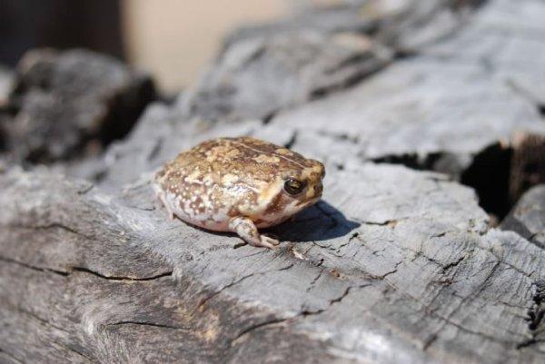 Cape yağmur kurbağası nedir