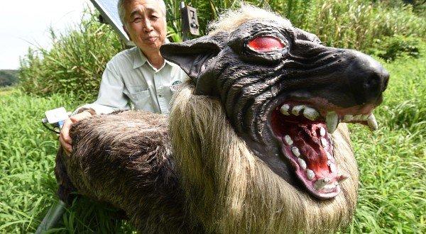 Japonya'da robot kurtlar korkuluk görevinde