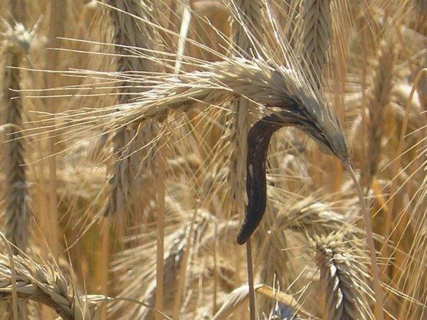 Salem’de cadı katliamı