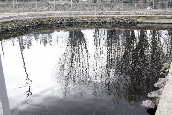 Çankırı'nın 'Asker Balıkları' Afrin'e gitti