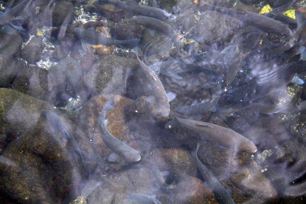 Çankırı'nın 'Asker Balıkları' Afrin'e gitti