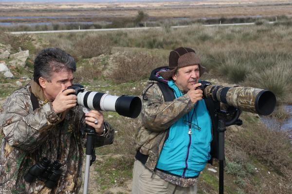 Gri başlı kız kuşu Kızılırmak Deltası'nda