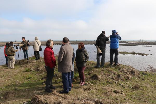 Gri başlı kız kuşu Kızılırmak Deltası'nda