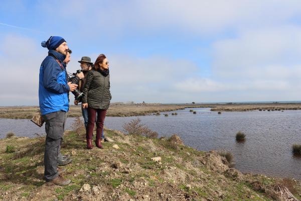 Gri başlı kız kuşu Kızılırmak Deltası'nda