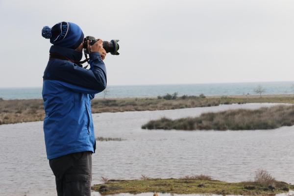 Gri başlı kız kuşu Kızılırmak Deltası'nda