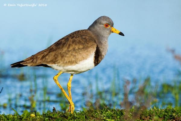 Gri başlı kız kuşu Kızılırmak Deltası'nda
