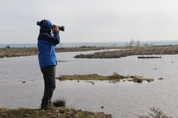 Gri başlı kız kuşu Kızılırmak Deltası'nda