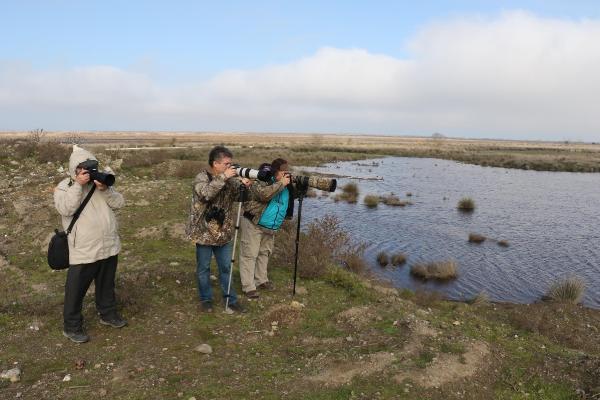 Gri başlı kız kuşu Kızılırmak Deltası'nda