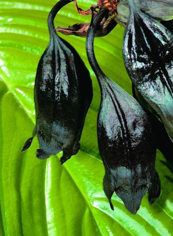 Çinli siyah yarasa çiçeği nedir