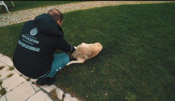 İBB hayvan dostlarımıza sahip çıkıyor