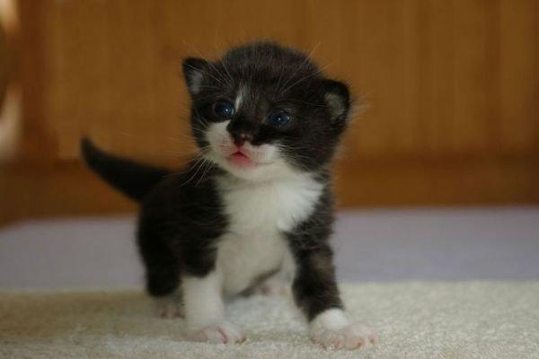 Kedi gençlik hastalığı nedir